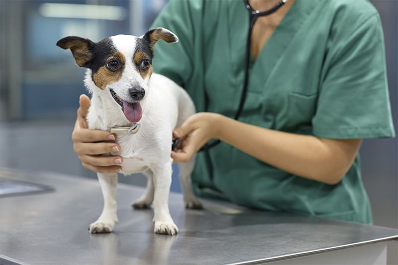 Find an accredited veterinary assistant program at a local trade school